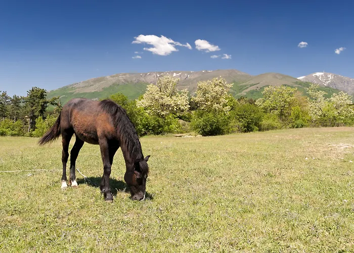 Barcelo Royal ساني بيتش